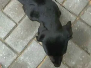 Cachorro raça Dachshund idade 2 a 6 meses nome Mel