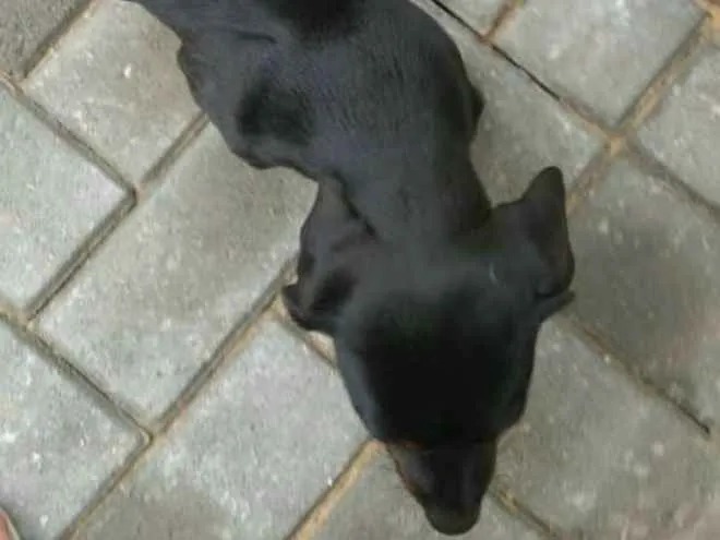 Cachorro ra a Dachshund idade 2 a 6 meses nome Mel