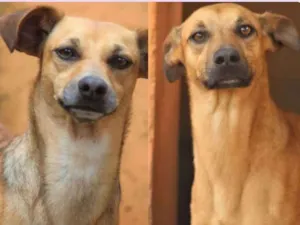 Cachorro raça  idade 4 anos nome Darma e Beny
