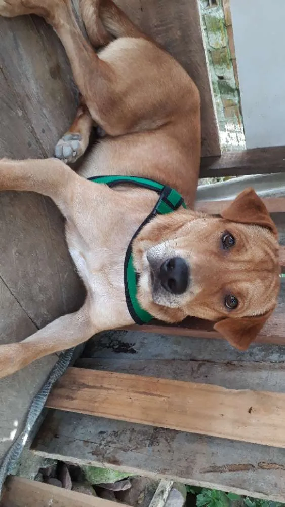 Cachorro raça Charpei idade 1 ano nome Hulk