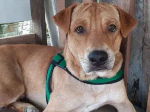 Cachorro raça Charpei idade 1 ano nome Hulk