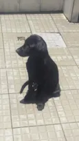 Alerquina