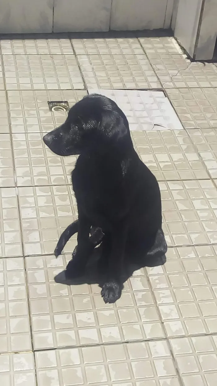 Cachorro raça Labrador idade 2 a 6 meses nome Alerquina