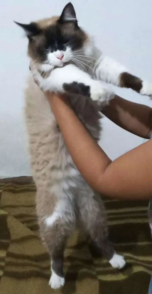 Gato ra a Persa com siamês  idade 1 ano nome Half 