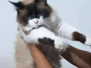 Gato raça Persa com siamês  idade 1 ano nome Half 