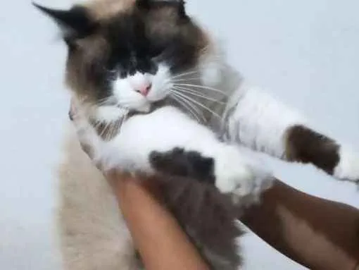 Gato ra a Persa com siamês  idade 1 ano nome Half 