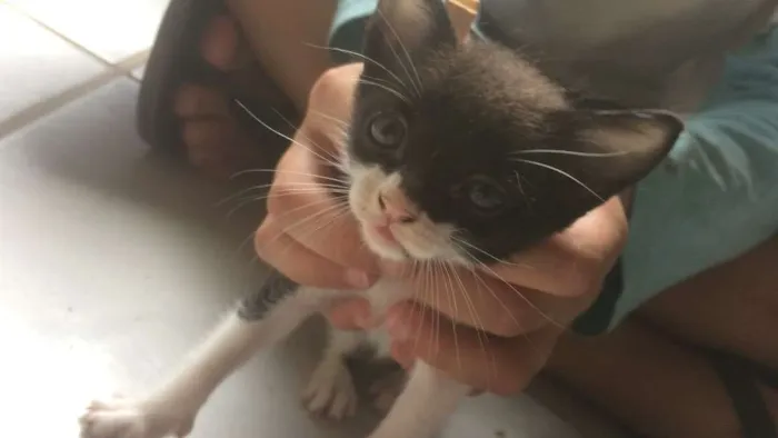 Gato raça  idade 2 a 6 meses nome Branquinha