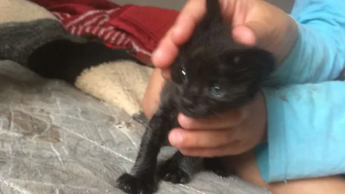 Gato raça  idade 2 a 6 meses nome Branquinha