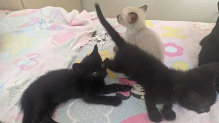 Gato ra a Sem raça idade Abaixo de 2 meses nome Pretinhos