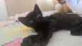 Pretinhos