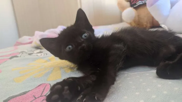 Gato ra a Sem raça idade Abaixo de 2 meses nome Pretinhos