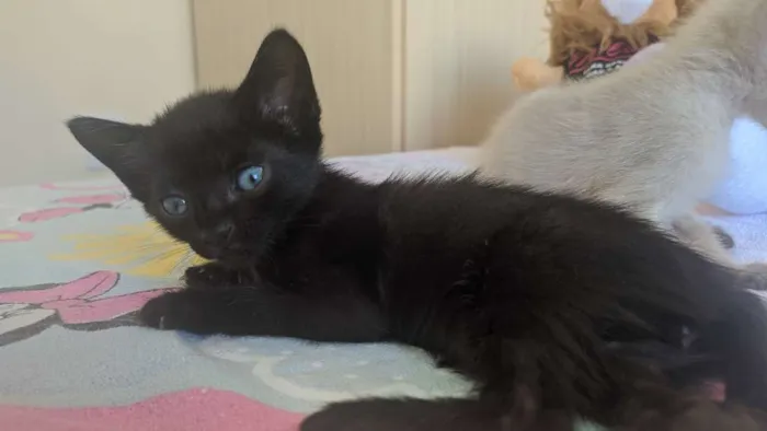 Gato ra a Sem raça idade Abaixo de 2 meses nome Pretinhos