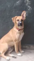 Apollo