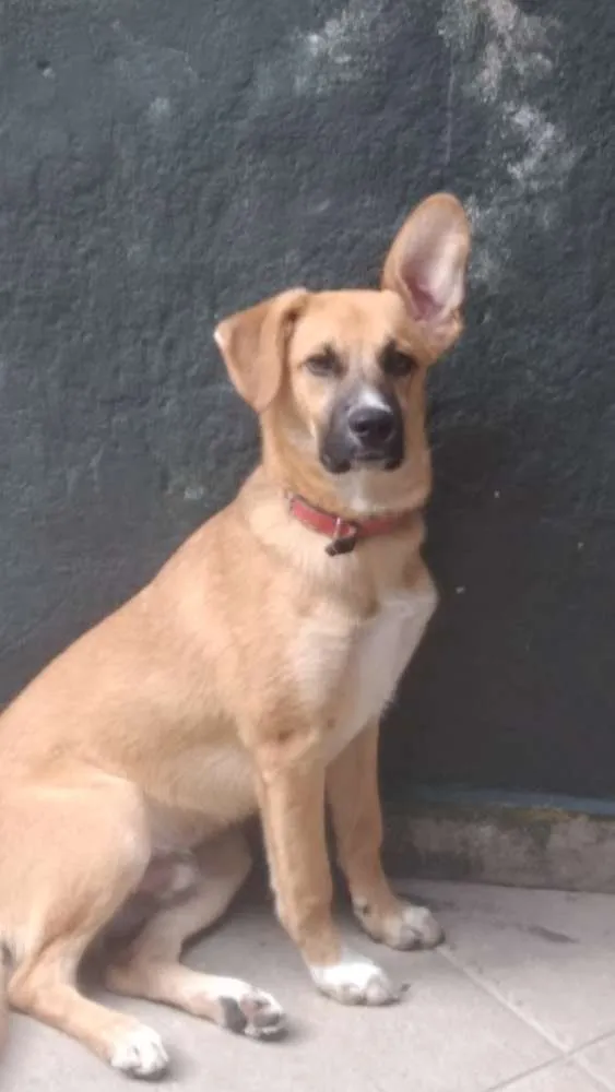 Cachorro ra a Vira lata idade 2 a 6 meses nome Apollo