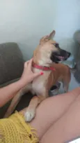 Apollo