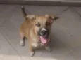Apollo