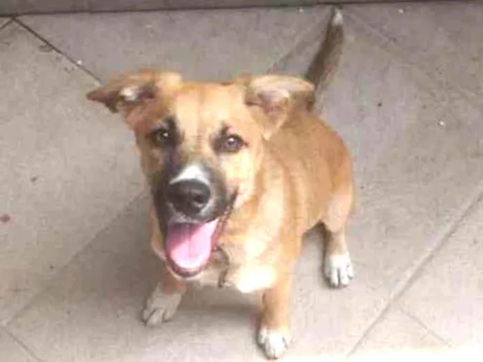 Cachorro ra a Vira lata idade 2 a 6 meses nome Apollo