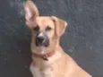 Apollo