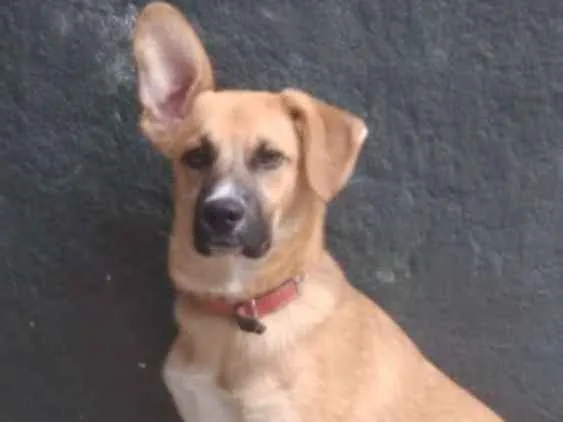 Cachorro ra a Vira lata idade 2 a 6 meses nome Apollo