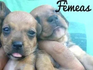 Cachorro raça Srd idade Abaixo de 2 meses nome Doando