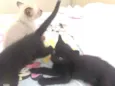 Pretinhos