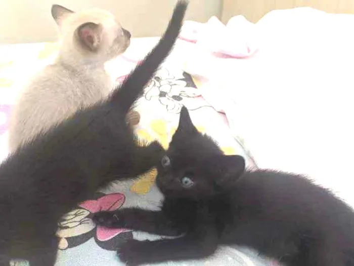Gato ra a Sem raça idade Abaixo de 2 meses nome Pretinhos