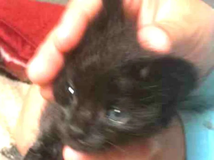 Gato raça  idade 2 a 6 meses nome Branquinha