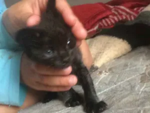 Gato raça  idade 2 a 6 meses nome Branquinha