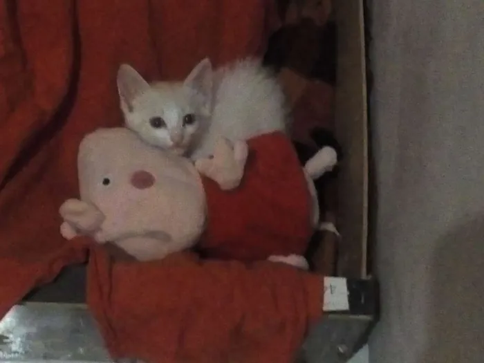 Gato ra a Não sei. idade 2 a 6 meses nome Yuki