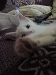 Yuki