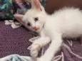 Yuki