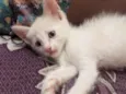 Yuki