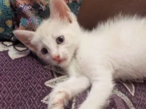 Gato raça Não sei. idade 2 a 6 meses nome Yuki