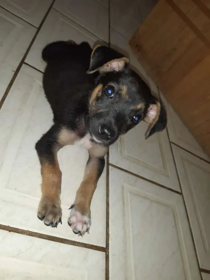 Cachorro raça Não identificado  idade 2 a 6 meses nome Nenhum 
