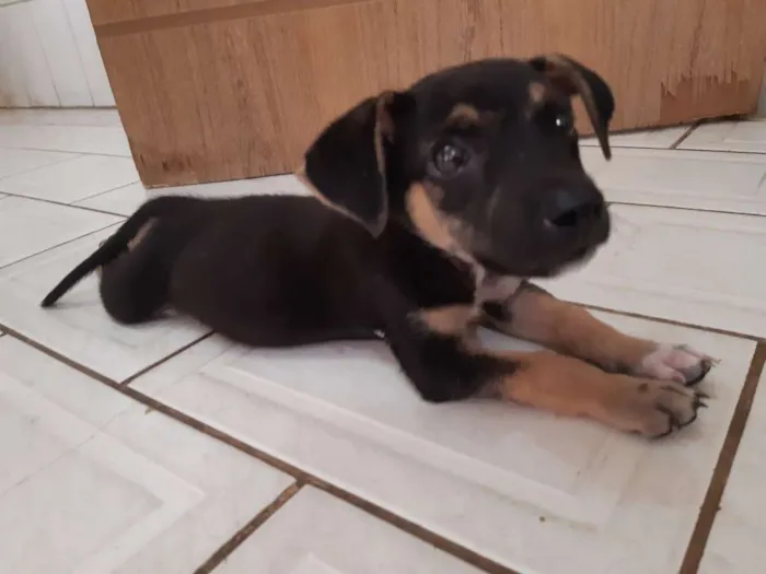 Cachorro raça Não identificado  idade 2 a 6 meses nome Nenhum 