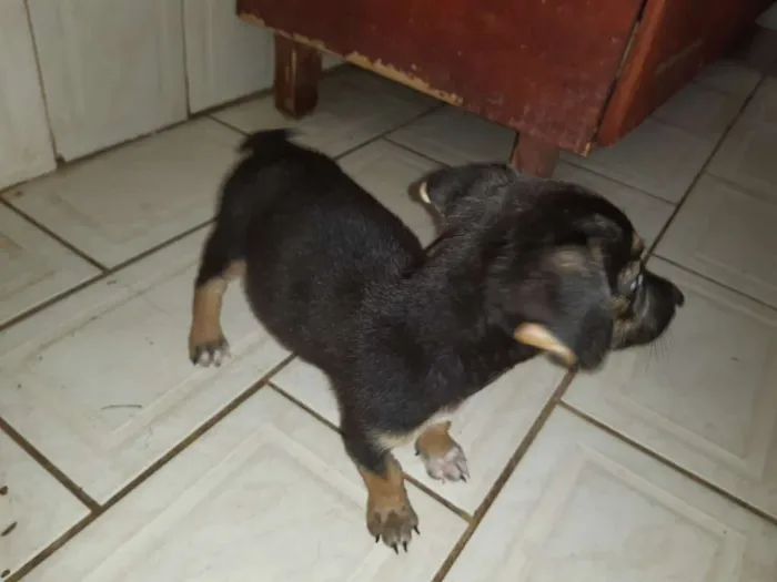Cachorro raça Não identificado  idade 2 a 6 meses nome Nenhum 