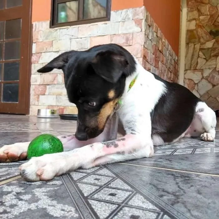 Cachorro ra a SRD idade 2 anos nome Lino