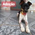 Lino