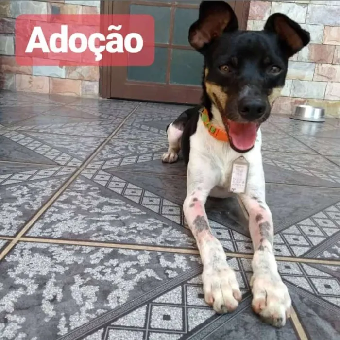 Cachorro ra a SRD idade 2 anos nome Lino