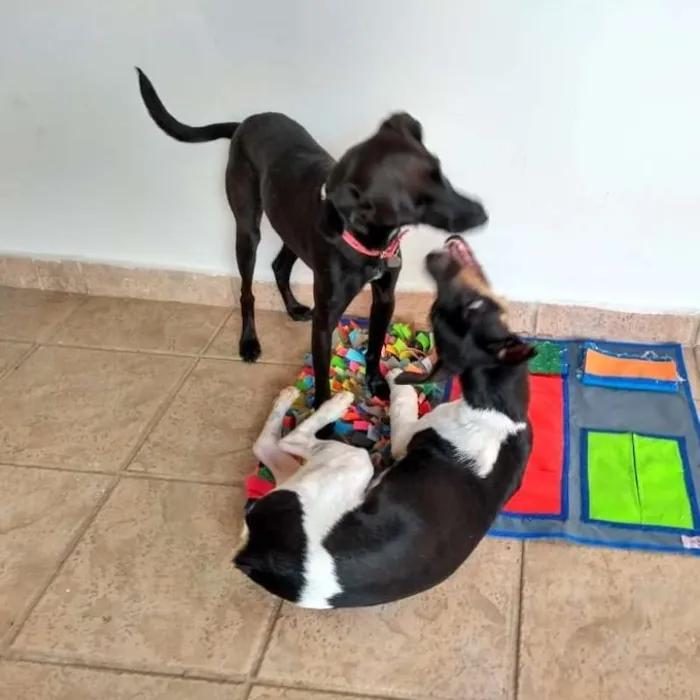 Cachorro ra a SRD idade 2 anos nome Lino