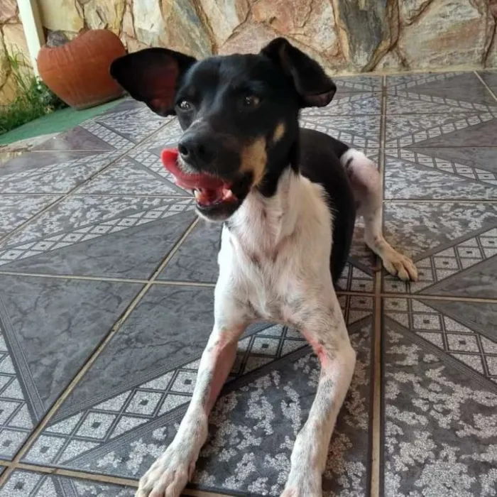 Cachorro ra a SRD idade 2 anos nome Lino