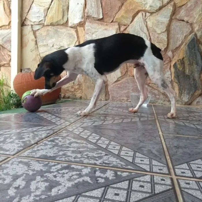 Cachorro ra a SRD idade 2 anos nome Lino