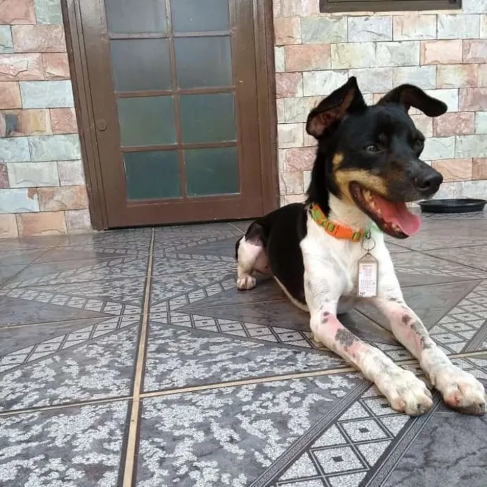 Cachorro ra a SRD idade 2 anos nome Lino