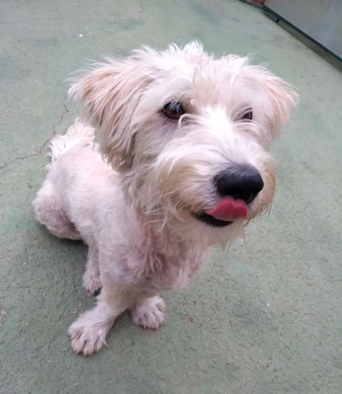 Cachorro ra a SRD idade 1 ano nome Pistache