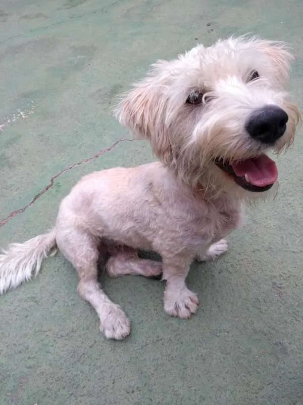 Cachorro ra a SRD idade 1 ano nome Pistache