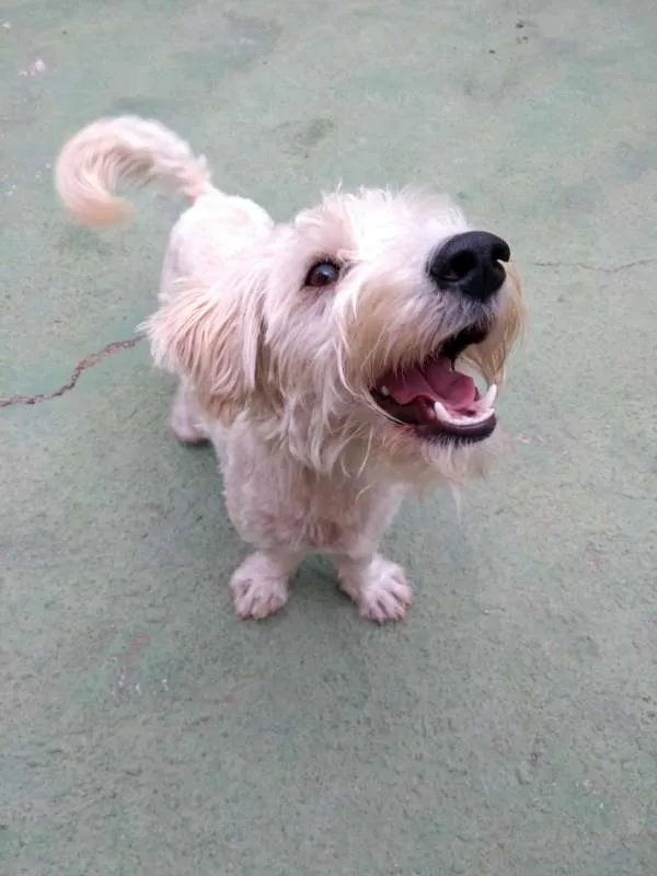 Cachorro ra a SRD idade 1 ano nome Pistache