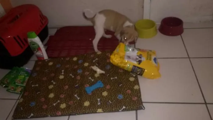 Cachorro ra a  idade Abaixo de 2 meses nome Luiggi