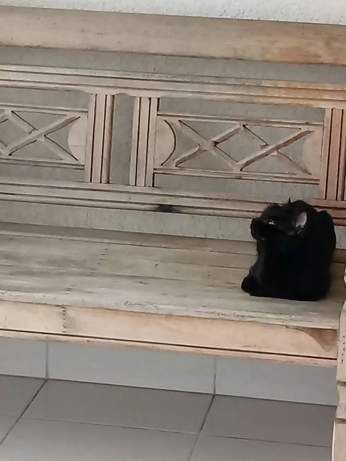 Gato raça Sem raça definido idade 1 ano nome Teo