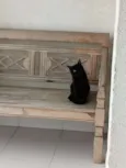 Teo