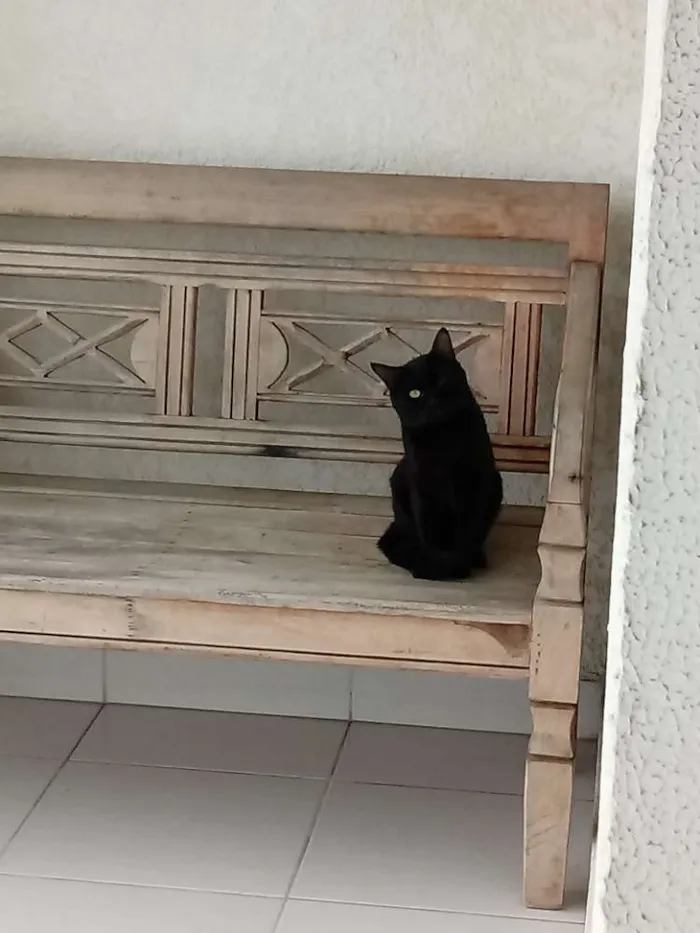 Gato raça Sem raça definido idade 1 ano nome Teo